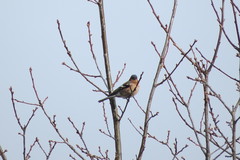 Fringilla coelebs