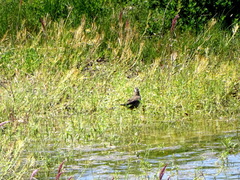 Cinclodes patagonicus