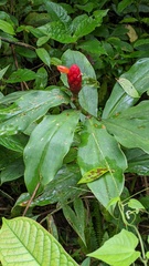 Costus scaber