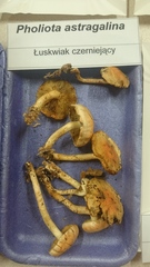 Pyrrhulomyces astragalinus