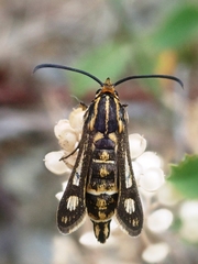 Chamaesphecia bibioniformis