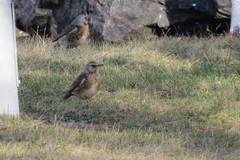 Turdus pilaris