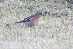Fringilla coelebs