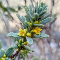 Thymelaea tinctoria