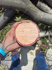 Lonchocarpus santarosanus