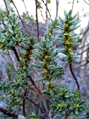 Thymelaea tinctoria