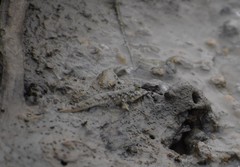 Periophthalmus novemradiatus