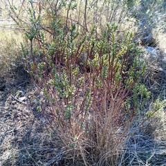 Thymelaea tinctoria