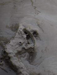 Periophthalmus novemradiatus