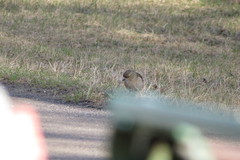 Fringilla coelebs