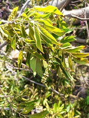 Lonchocarpus santarosanus