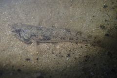 Pseudogobius taijiangensis