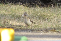 Fringilla coelebs