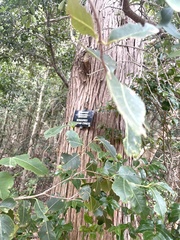 Widdringtonia nodiflora