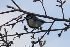 Parus major