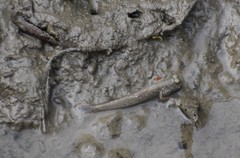 Periophthalmus novemradiatus