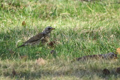 Turdus pilaris