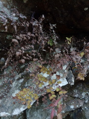 Adiantum concinnum