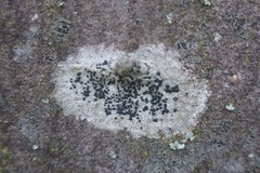 Lecidella elaeochroma