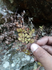 Adiantum concinnum