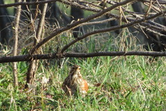 Turdus iliacus