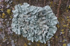 Flavoparmelia caperata