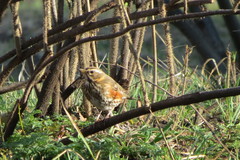 Turdus iliacus