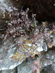 Adiantum concinnum