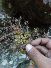 Adiantum concinnum