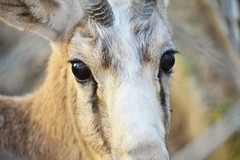 Gazella subgutturosa