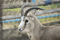 Gazella subgutturosa