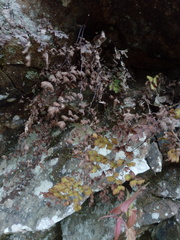 Adiantum concinnum