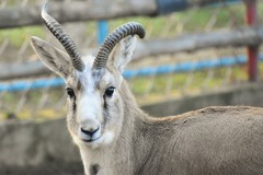 Gazella subgutturosa