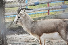 Gazella subgutturosa