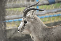 Gazella subgutturosa