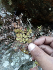 Adiantum concinnum