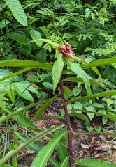 Costus asplundii