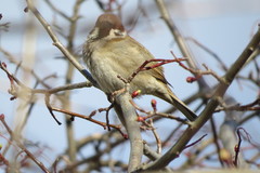 Passer montanus