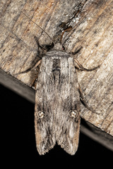 Lithomoia germana