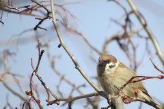 Passer montanus