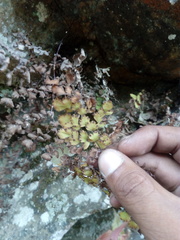 Adiantum concinnum