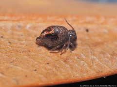 Sminthurus bivittatus