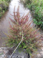 Rotala