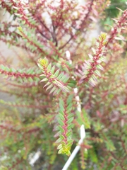 Rotala