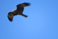 Milvus migrans