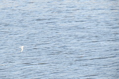 Chroicocephalus ridibundus