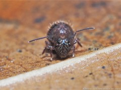 Sminthurus bivittatus