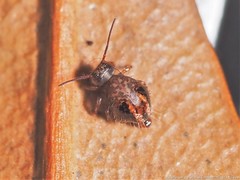 Sminthurus bivittatus