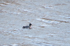 Anas platyrhynchos
