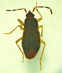 Targarema electa